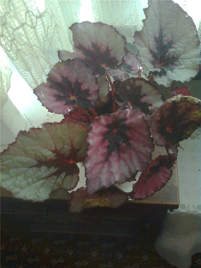 begonia rex1